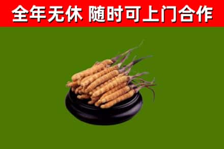 罗平烟酒回收冬虫夏草.jpg